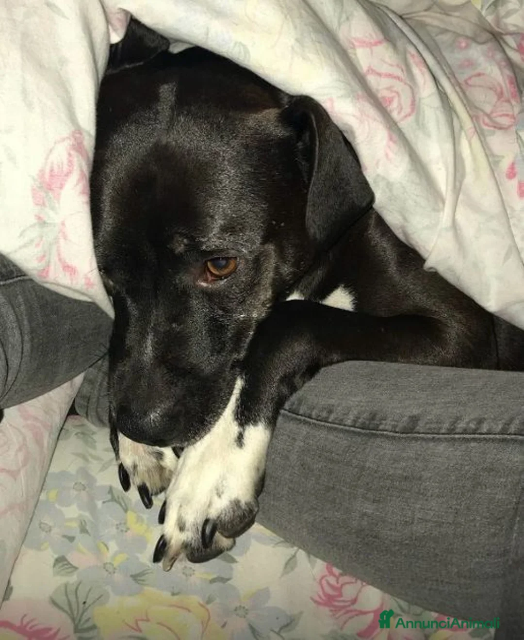 Meticcio cani in regalo: JAISON bellissimo in cerca di casa - adulto a Città Metropolitana di Torino - Annuncio 1