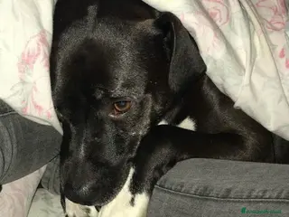 Meticcio cani JAISON bellissimo in cerca di casa - adulto a Città Metropolitana di Torino - Annuncio 37