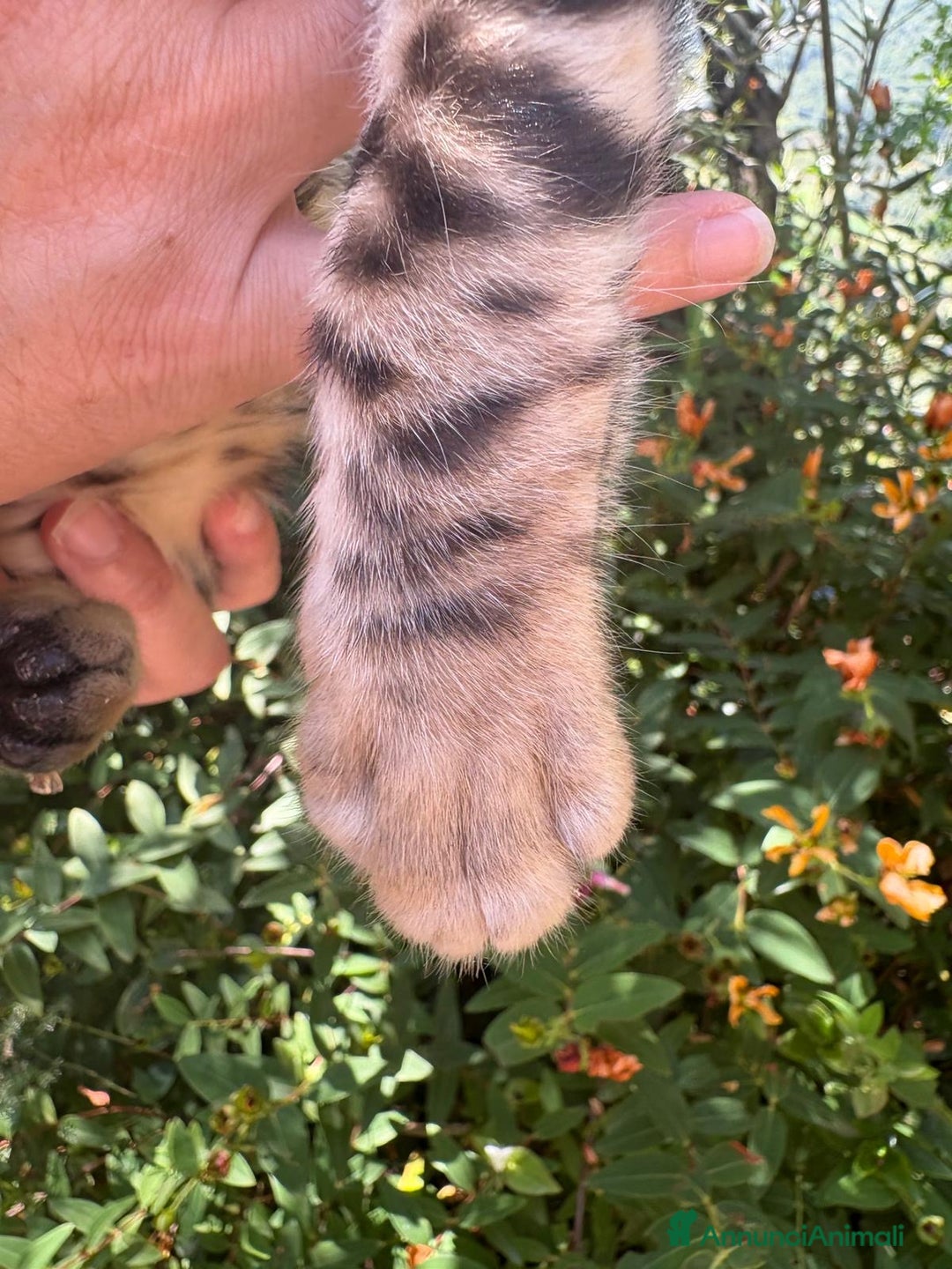 Bengala gatti in vendita: Cucciolo bengala a Provincia di Frosinone - Immagine 4