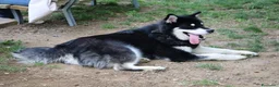 Alaskan Malamute cani per accoppiamento: Alaskan malamute a Provincia di Livorno - Annuncio 33