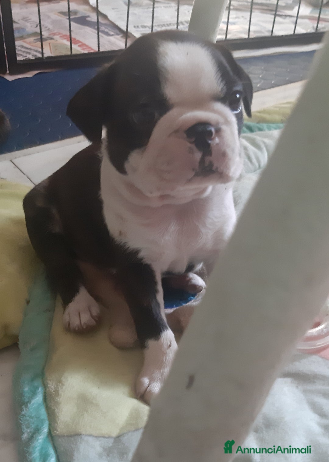 Boston Terrier cani in vendita: Cuccioli di Boston terrier con pedigree  - Annuncio 11