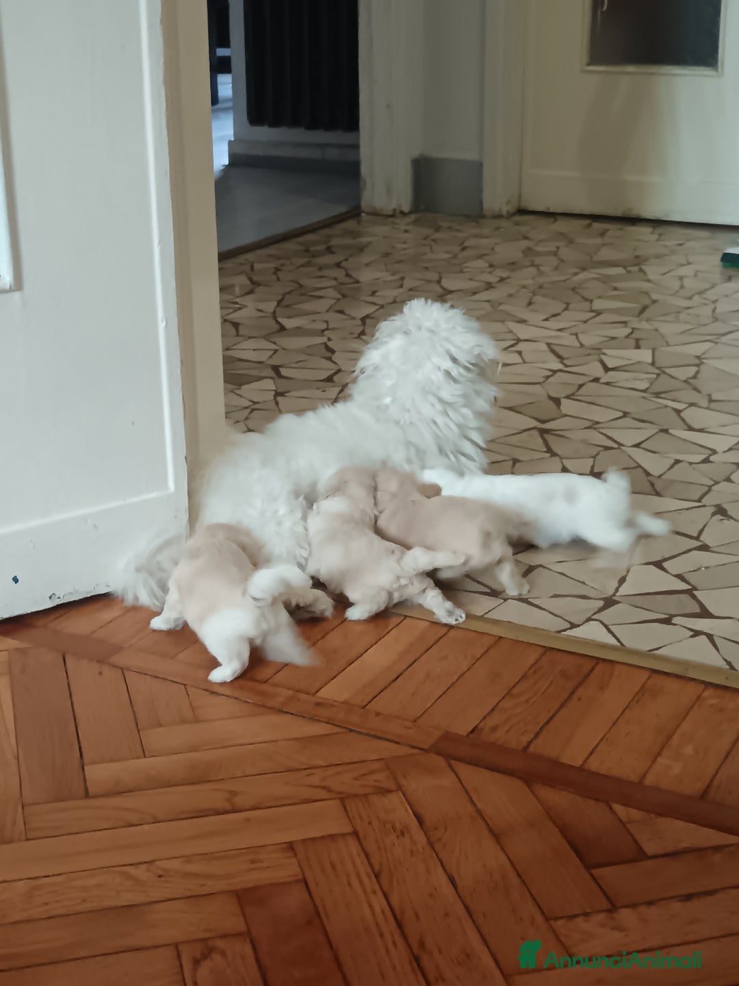 Maltese cani in vendita: Cuccioli di Maltipoo a Città Metropolitana di Torino - Immagine 7
