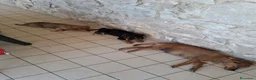 Meticcio cani in regalo: Cuccioli di taglia media piccola  - Annuncio 6