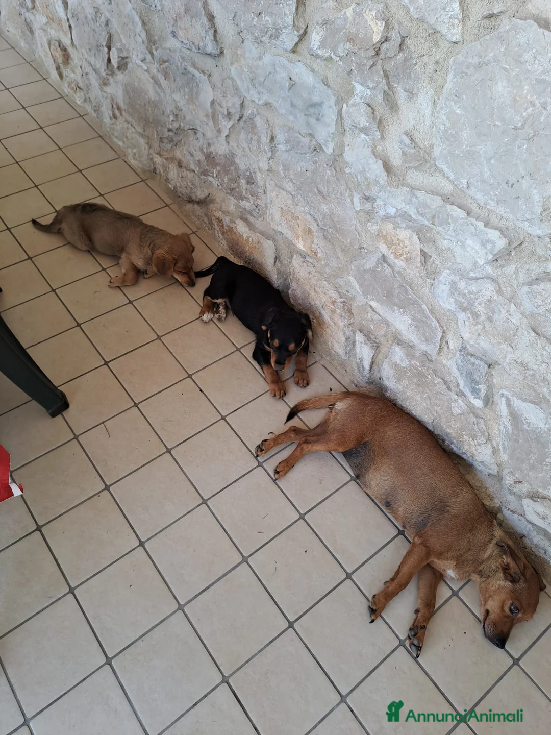 Meticcio cani in regalo: Cuccioli di taglia media piccola  - Annuncio 3