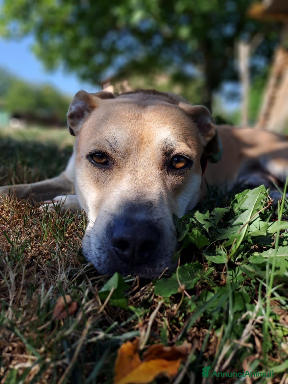 Meticcio cani lupin - Annuncio 32