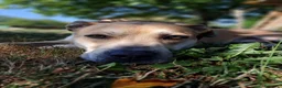 Meticcio cani in regalo: lupin - Annuncio 1