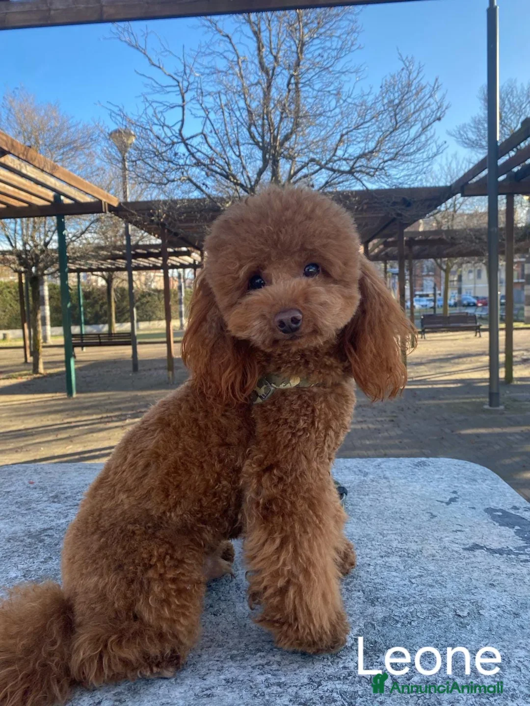 Barboncino Toy cani per accoppiamento: Barboncino Nano cerca fidanzata  - Annuncio 1