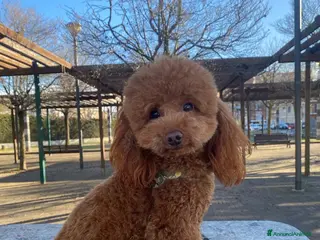 Barboncino Toy cani Barboncino Nano cerca fidanzata - Annuncio 7