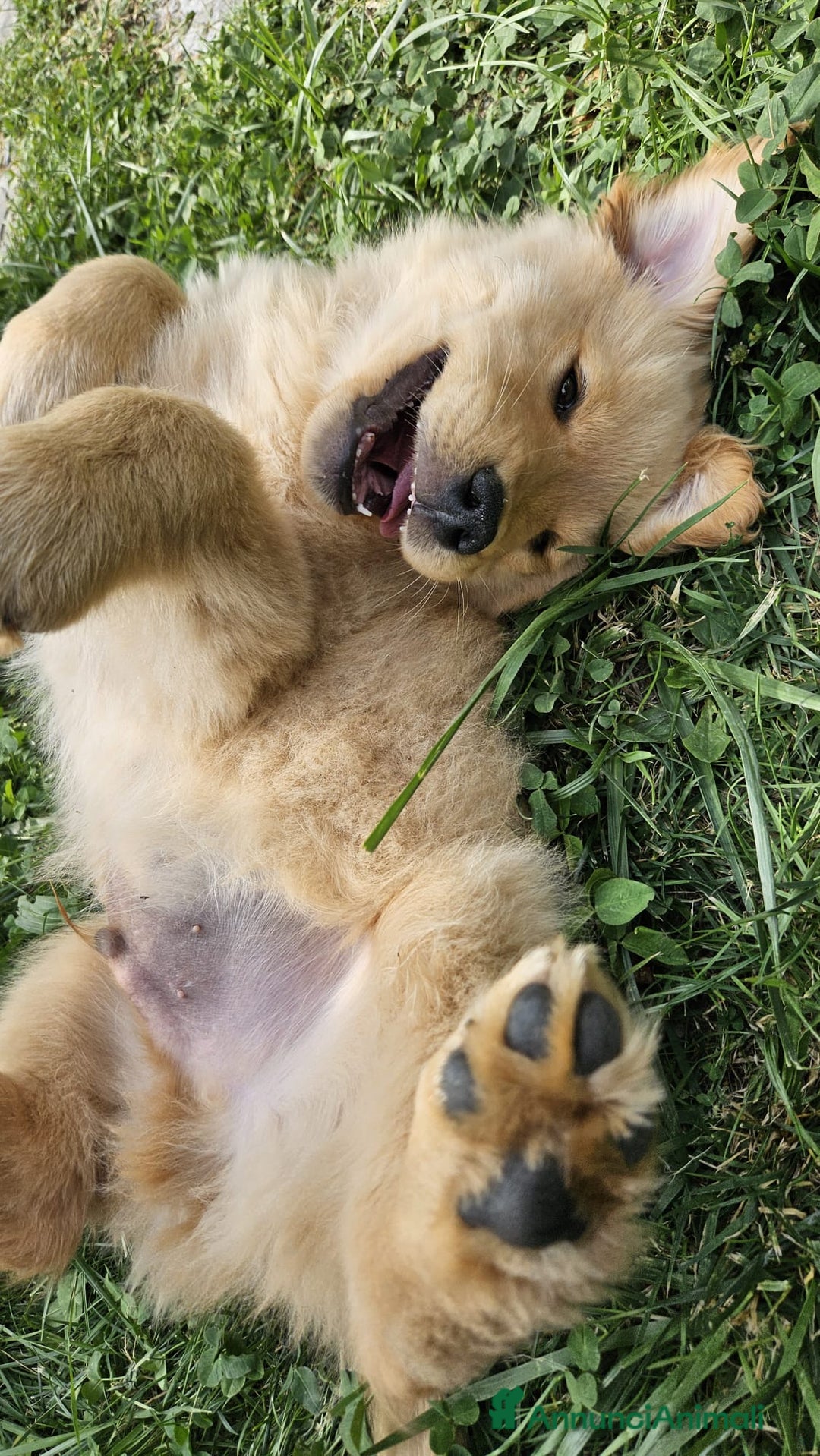 Golden Retriever cani in vendita: Golden Retriever Americano a Valle d'Aosta - Immagine 2
