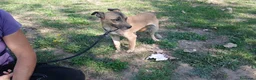 Meticcio cani in regalo: ROMEO IL CAGNOLINO PIU' TRISTE DEL CANILE - Annuncio 3