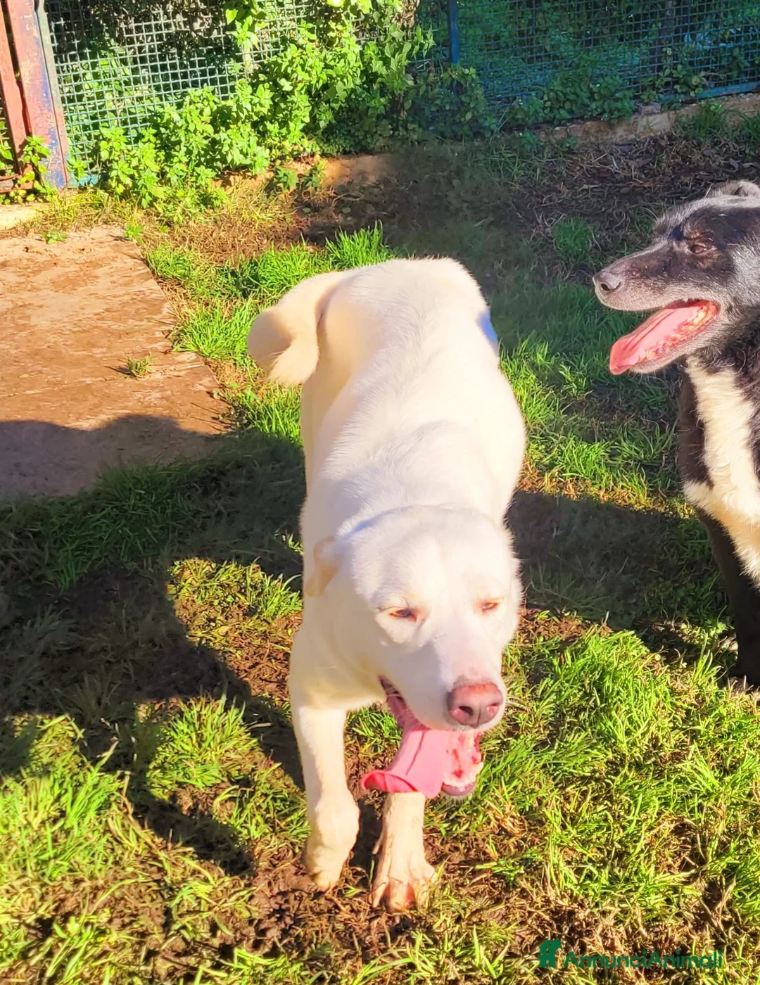 Meticcio cani in regalo: Sade, dolcissima mini labrador  - Annuncio 8