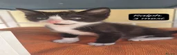 Europeo gatti in regalo: Urgenti famiglie per questi gattini  - Annuncio 9