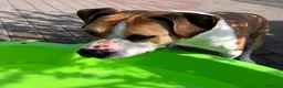 Meticcio cani in regalo: GOLD BELLISSIMO AMSTAFF - Annuncio 8