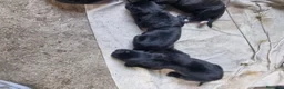 Cane Corso cani in vendita: Cuccioli di cane corso a Città Metropolitana di Torino - Annuncio 6
