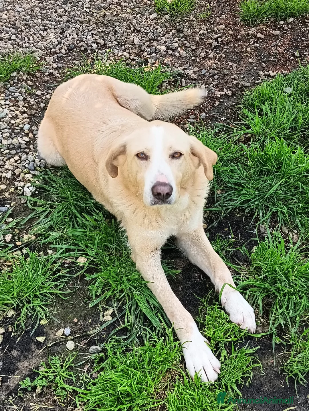 Meticcio cani in regalo: Pippo un cane buonissimo in cerca di casa  - Annuncio 10