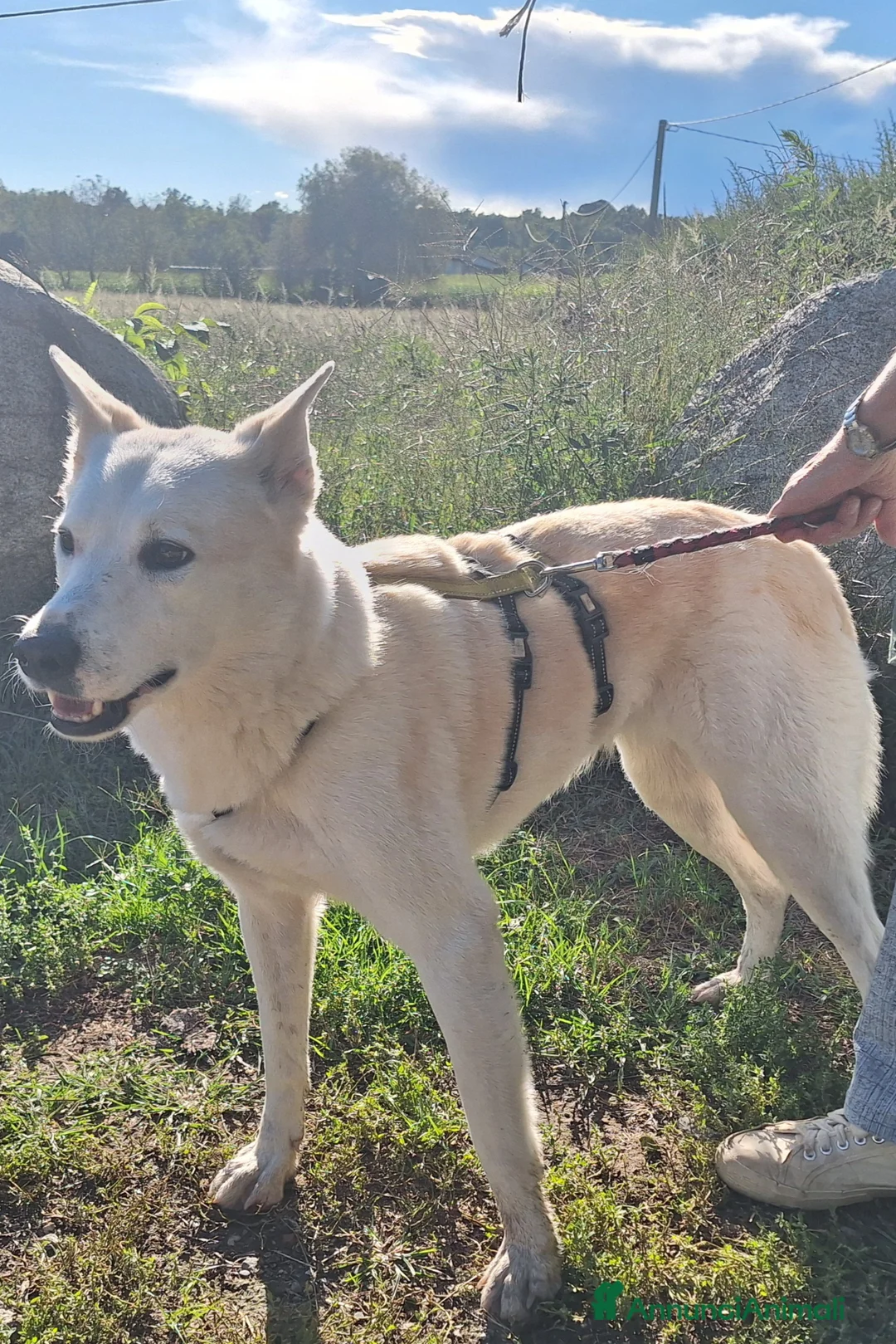 Meticcio cani in regalo: Camilla una dolcezza ,cerca casa - Annuncio 2