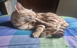 Bengala gatti per accoppiamento: Bengala maschio cerca gatta per accoppiamento a Provincia di Lodi - Immagine 7