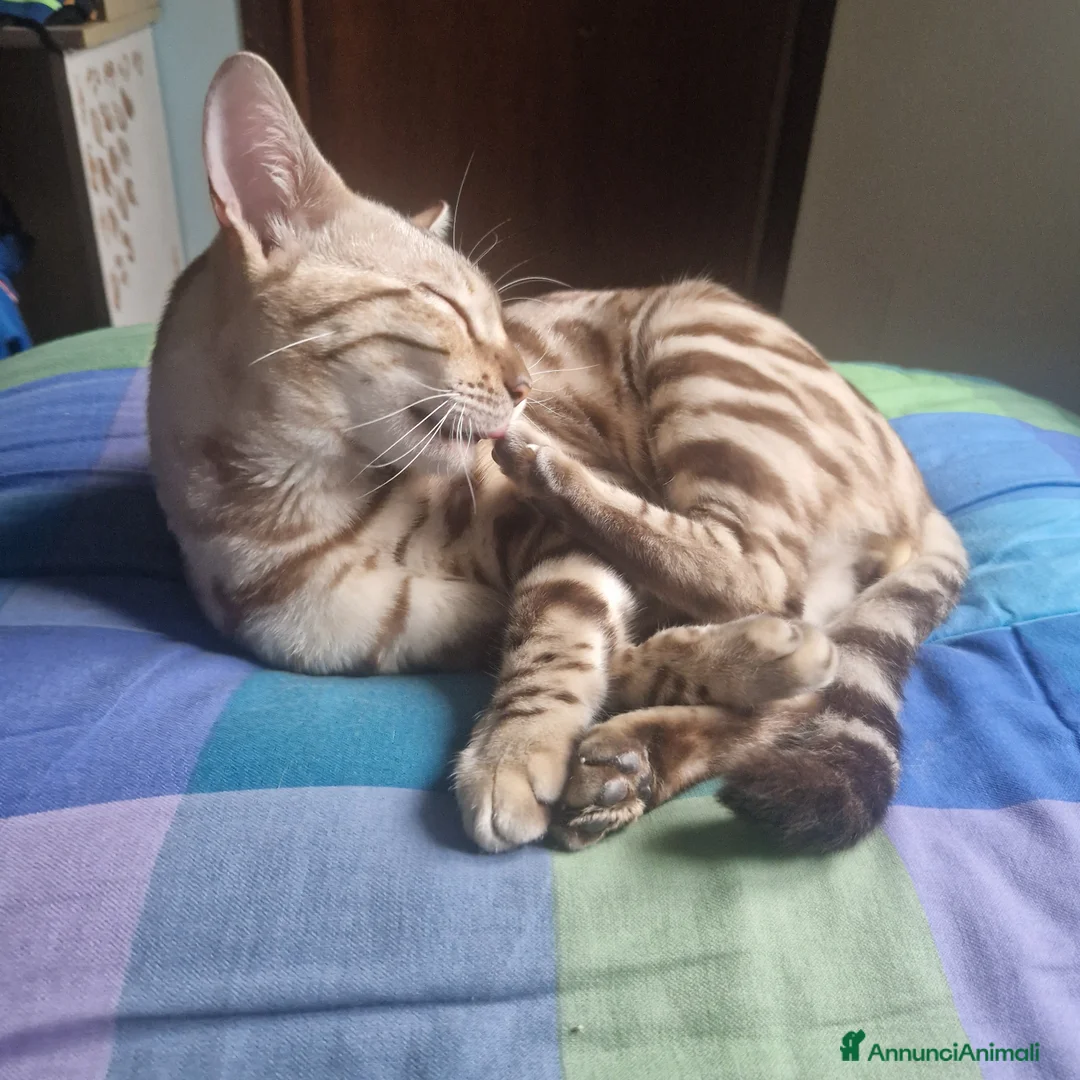 Bengala gatti per accoppiamento: Bengala maschio cerca gatta per accoppiamento a Provincia di Lodi - Annuncio 7