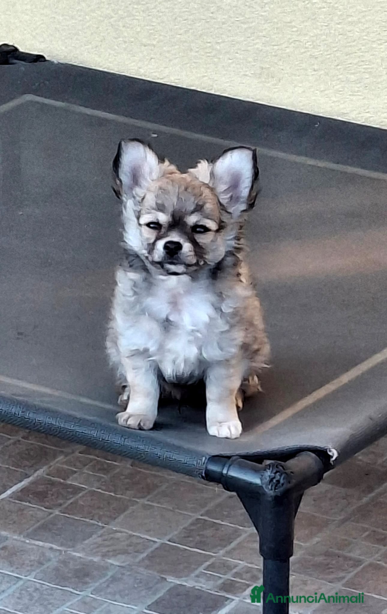 Chihuahua cani Otello&Febo - Annuncio 1