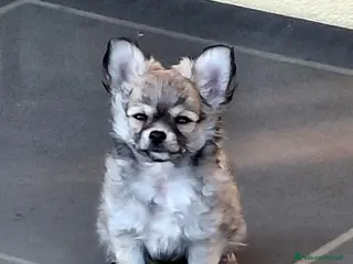 Chihuahua cani Otello&Febo - Annuncio 1