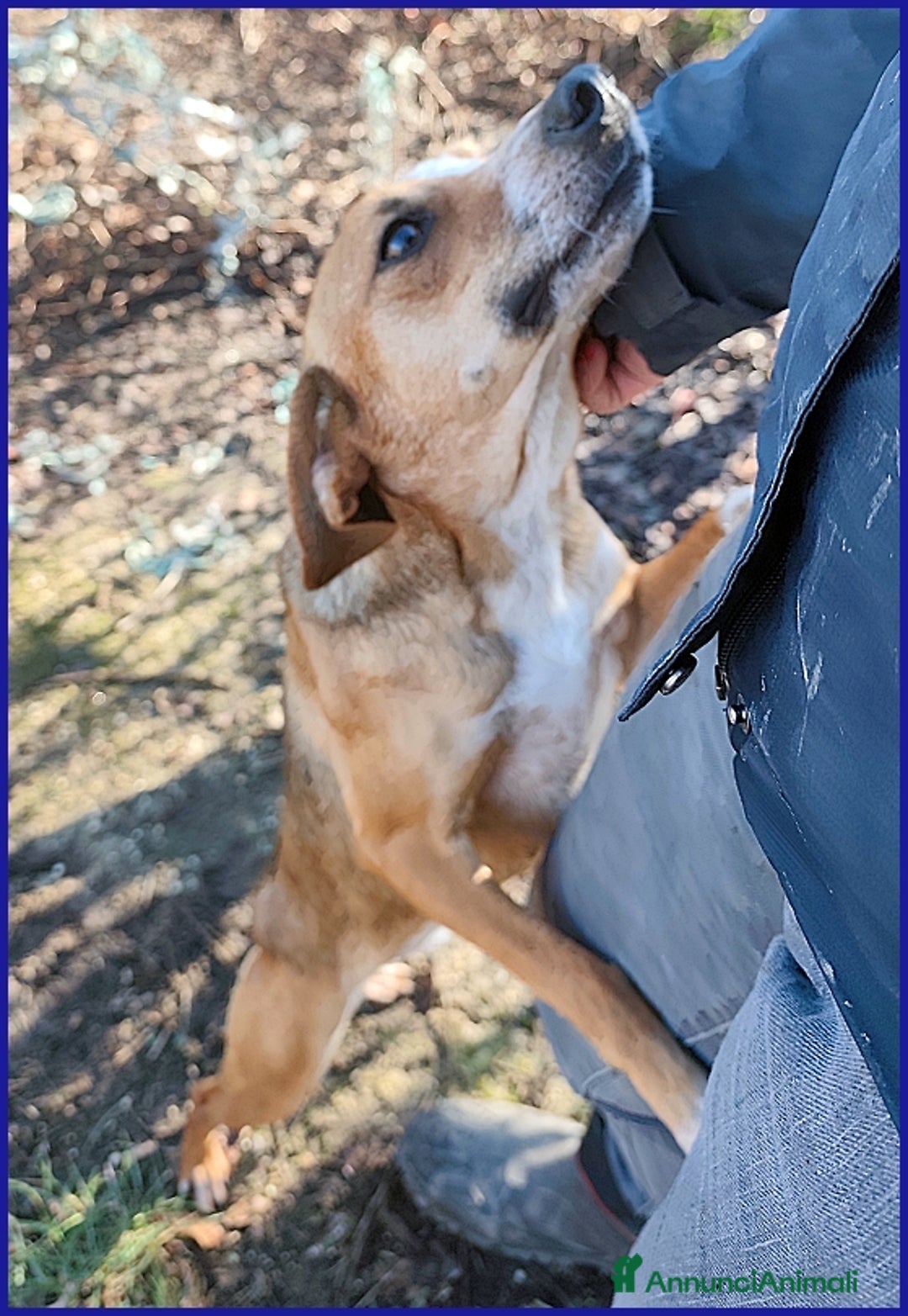 Meticcio cani in regalo: ALPENLIEBE, TENERA PICCOLETTA DI 4 ANNI  - Annuncio 13