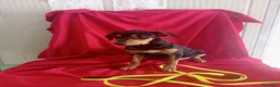 Meticcio cani in regalo: RITA  - Annuncio 3