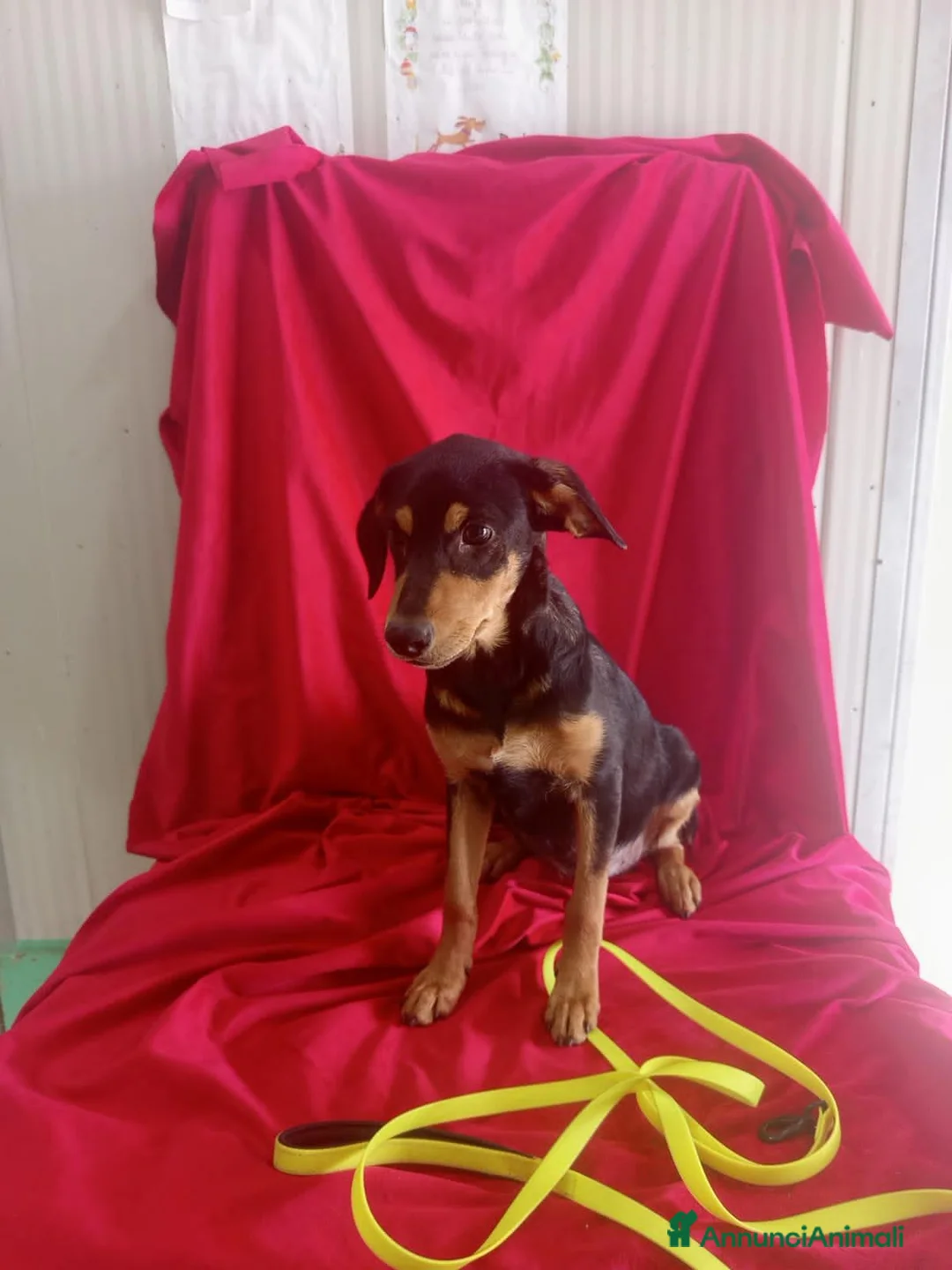 Meticcio cani in regalo: RITA  - Annuncio 3