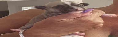 Chihuahua 1