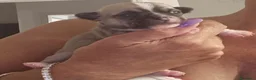 Chihuahua cani in vendita: Chihuahua - Annuncio 2