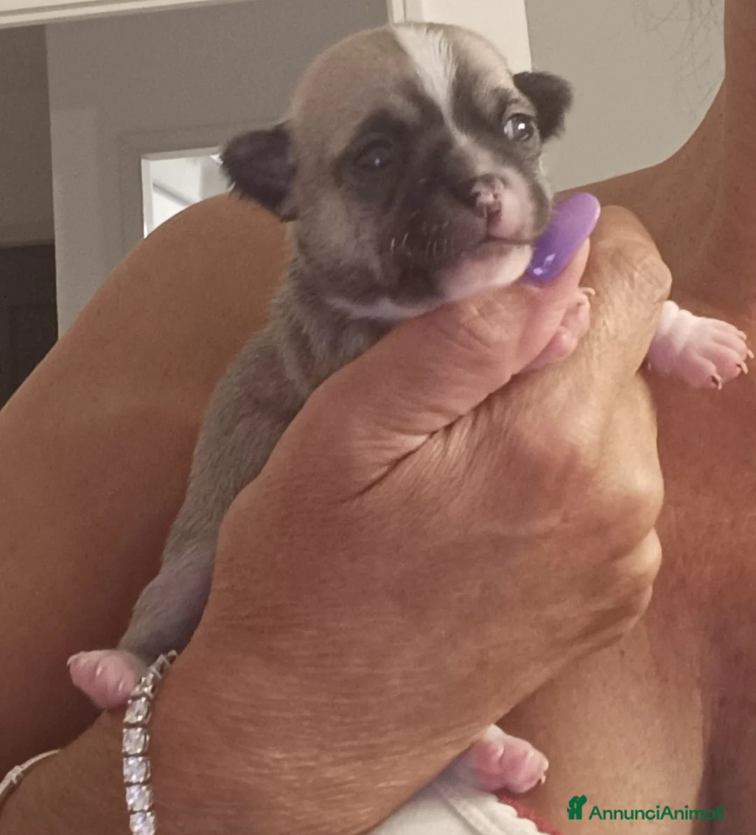 Chihuahua cani in vendita: Chihuahua - Annuncio 2