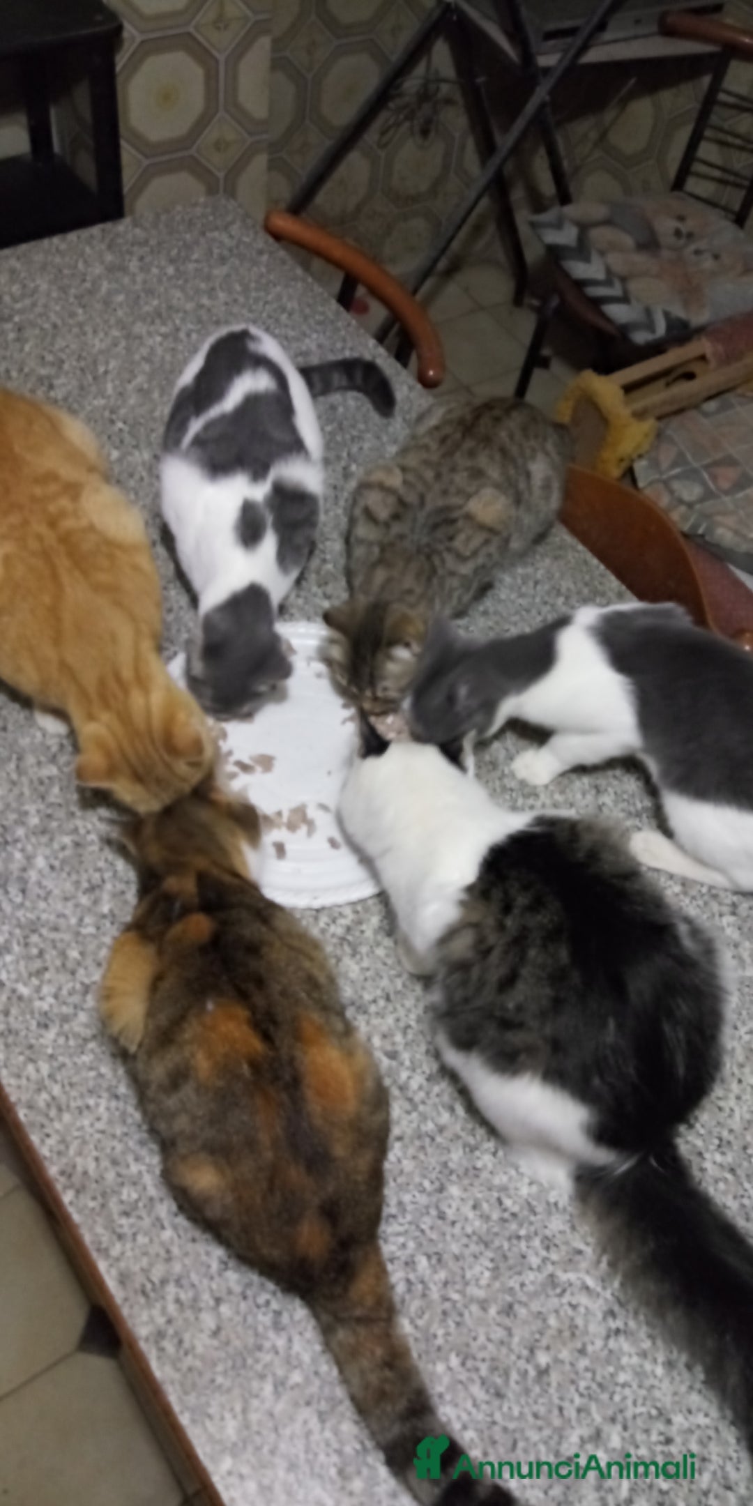 Europeo gatti in regalo: Gattini nati in casa - Annuncio 5