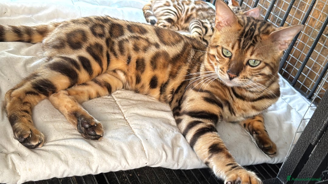 Bengala gatti in vendita: Cucciole di Bengal con Pedigree a Provincia di Asti - Immagine 3