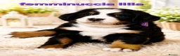 Bovaro del Bernese cani in vendita: Cucciolata Selezionatissima: ultime disponibilità  - Annuncio 3