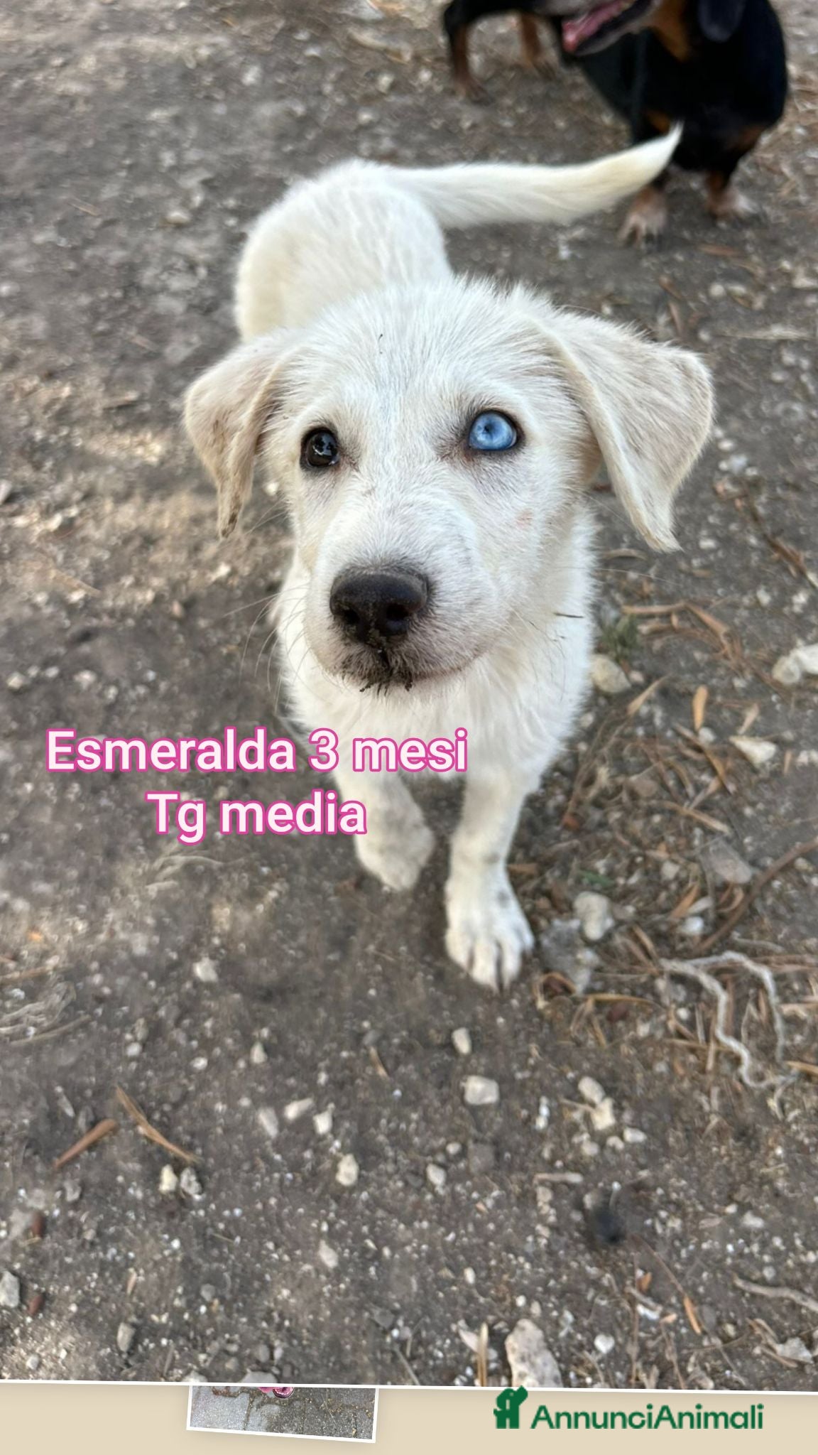 Meticcio cani TANTI CUCCIOLI SOLI! - Annuncio 33