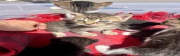 Meticcio gatti in regalo: Regalo 8 gattini (F/M) zona Sciacca (AG) a Libero consorzio comunale di Agrigento - Annuncio 1