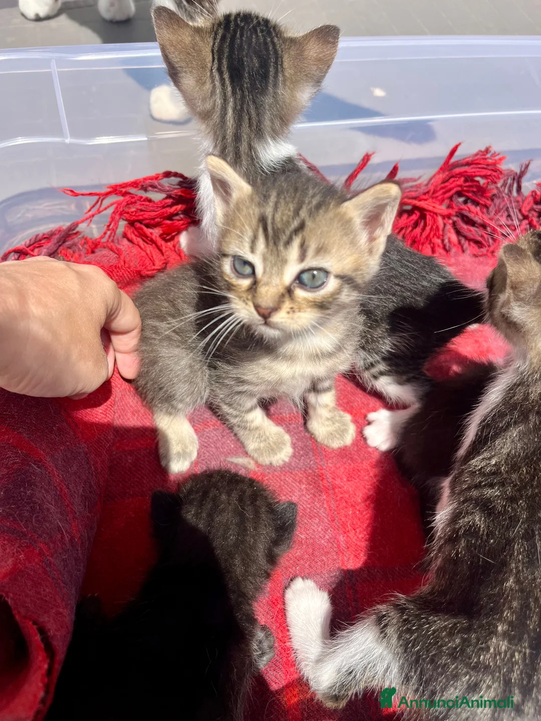Meticcio gatti in regalo: Regalo 8 gattini (F/M) zona Sciacca (AG) a Libero consorzio comunale di Agrigento - Annuncio 1