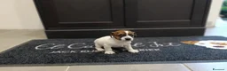 Jack Russell cani in vendita: Cuccioli di jack Russell pedigree Roi  - Annuncio 3