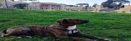 Meticcio cani in regalo: AZLAN mix cane corso 4 anni cerca casa in adozione - Annuncio 4