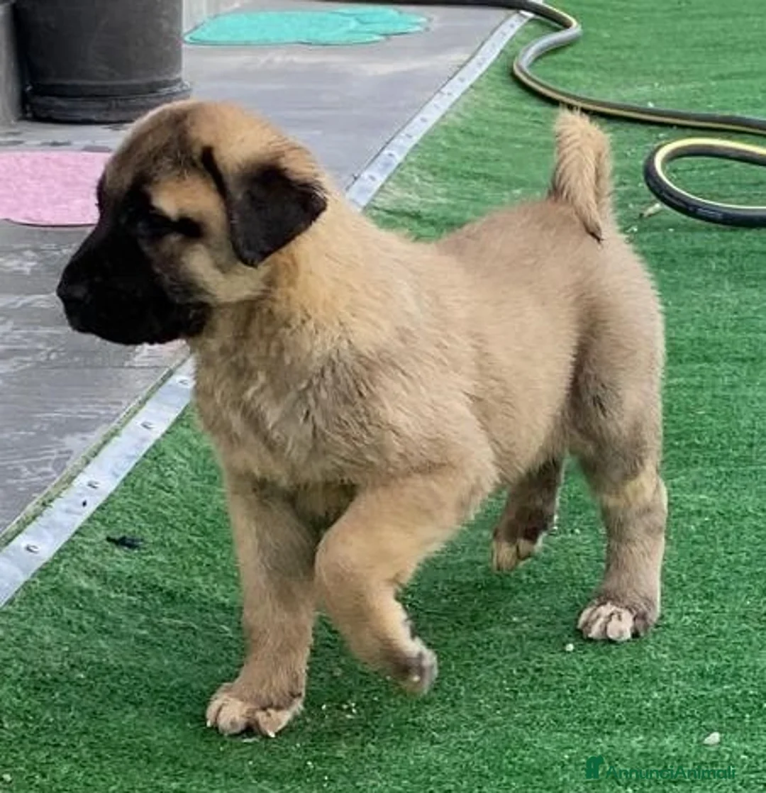 Pastore dell’Anatolia cani in vendita: Kangal a Provincia di Potenza - Annuncio 5