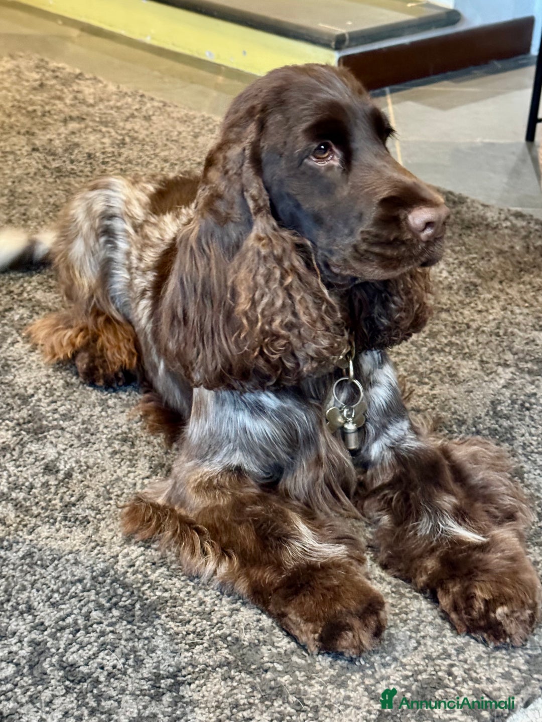 Cocker cani in vendita: Cocker Spaniel Inglesi - Cioccolato Roano  - Annuncio 2