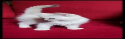Ragdoll gatti in vendita: Ragdoll con pedegree  a Provincia di Como - Annuncio 9