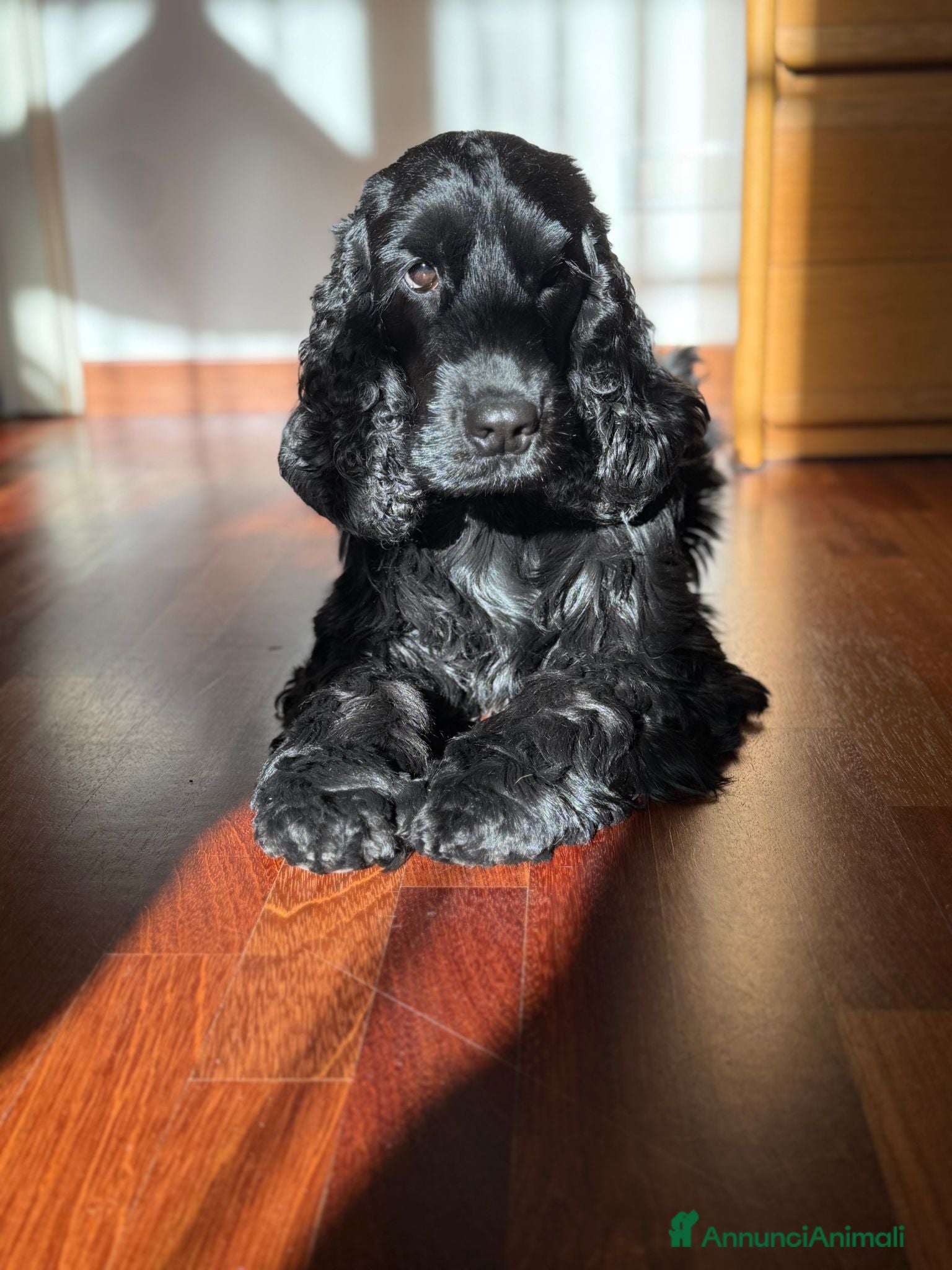 Cocker cani Cuccioli di cocker spaniel, neri e roani - Annuncio 12