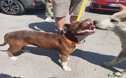 Pitbull cani in regalo: DALILA giovane,adorabile e fedele! Buona con tutti a Città Metropolitana di Torino - Immagine 2