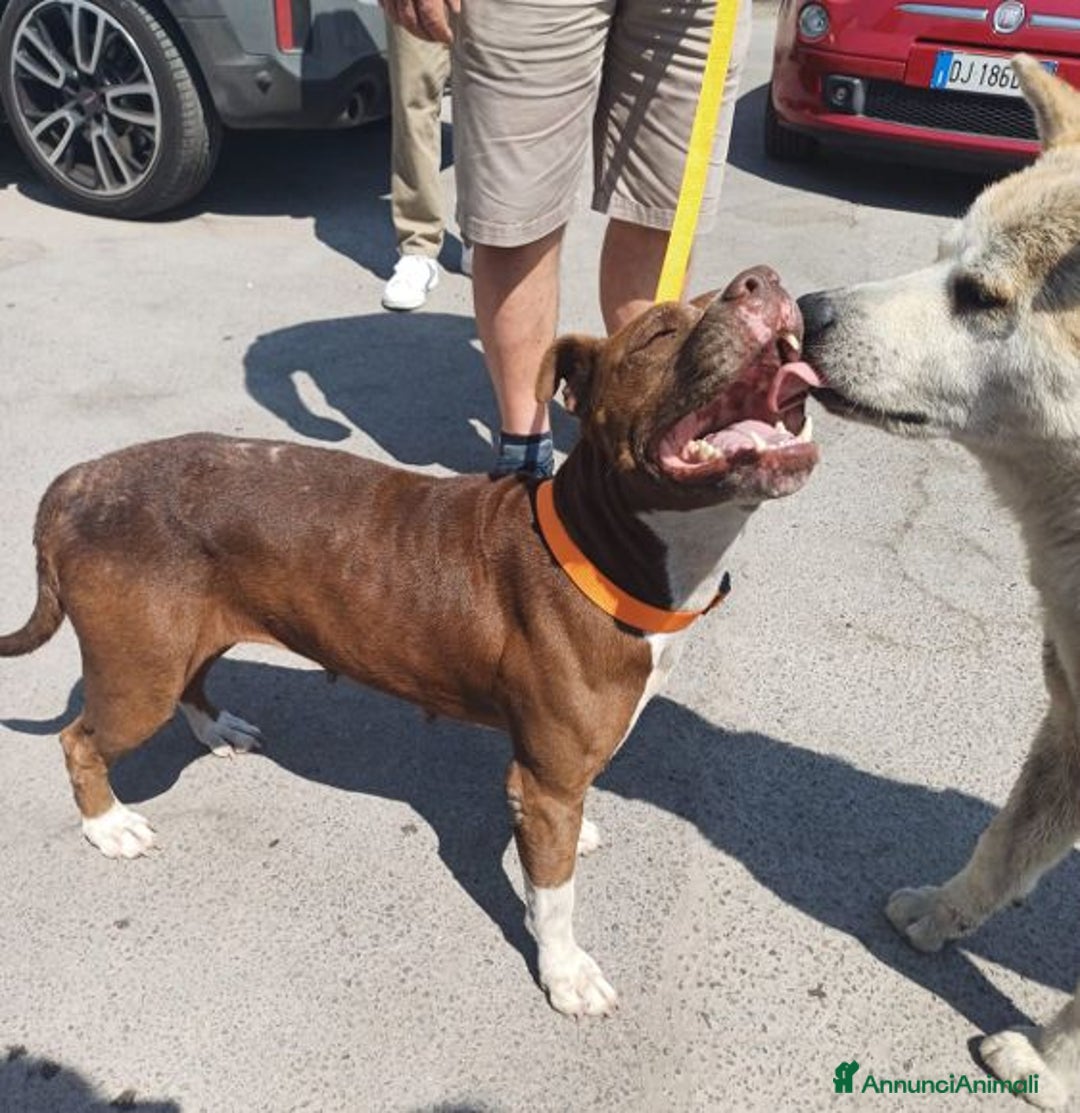 Pitbull cani in regalo: DALILA giovane,adorabile e fedele! Buona con tutti a Città Metropolitana di Torino - Immagine 2