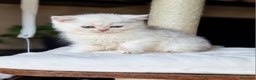 British gatti in vendita: British shorthair e longhair  - Annuncio 7