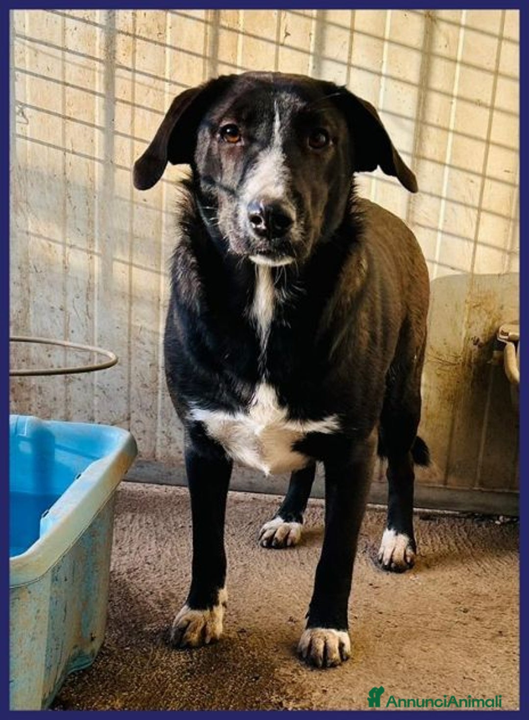 Meticcio cani in regalo: ALMA giovanissima dolce coccolona! - Annuncio 4