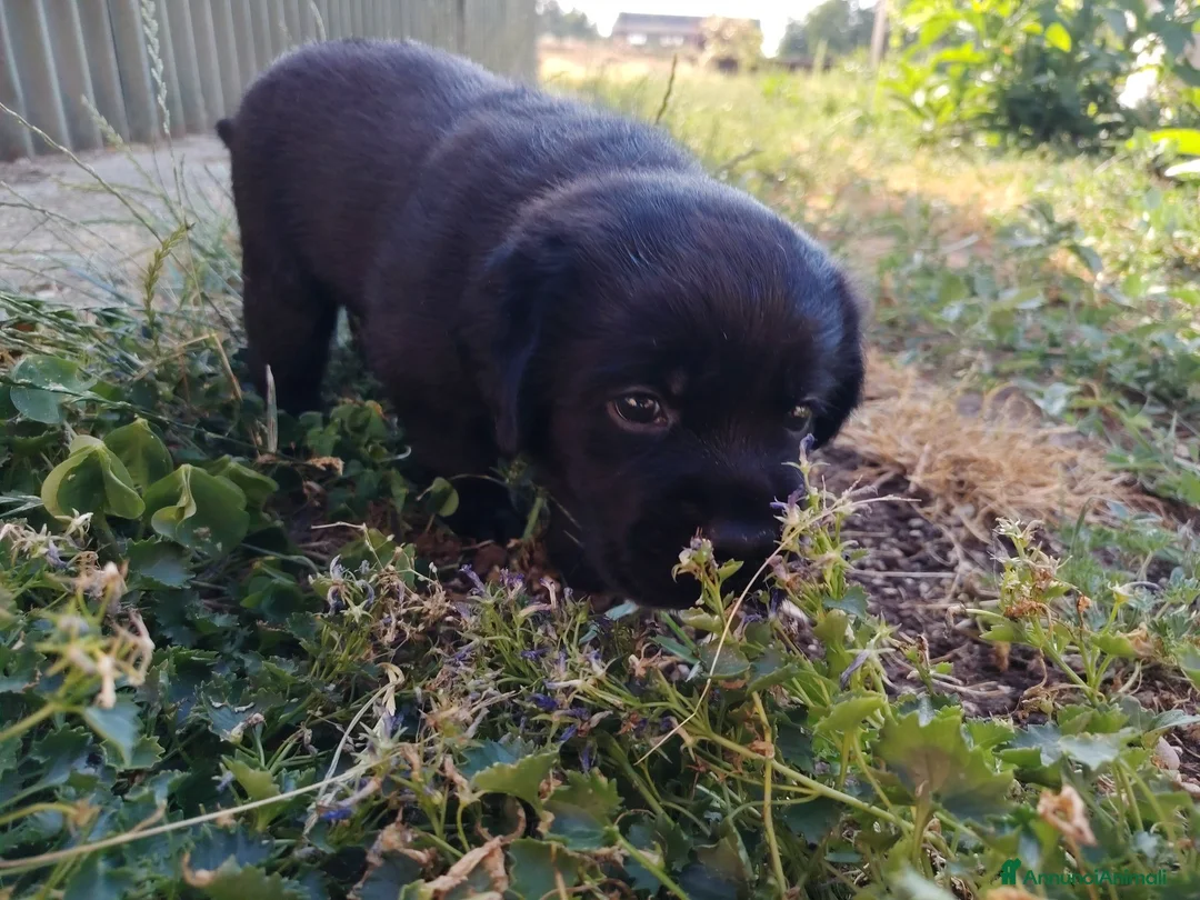 Labrador cani in vendita: Cuccioli di Labrador a Provincia di Parma - Annuncio 7