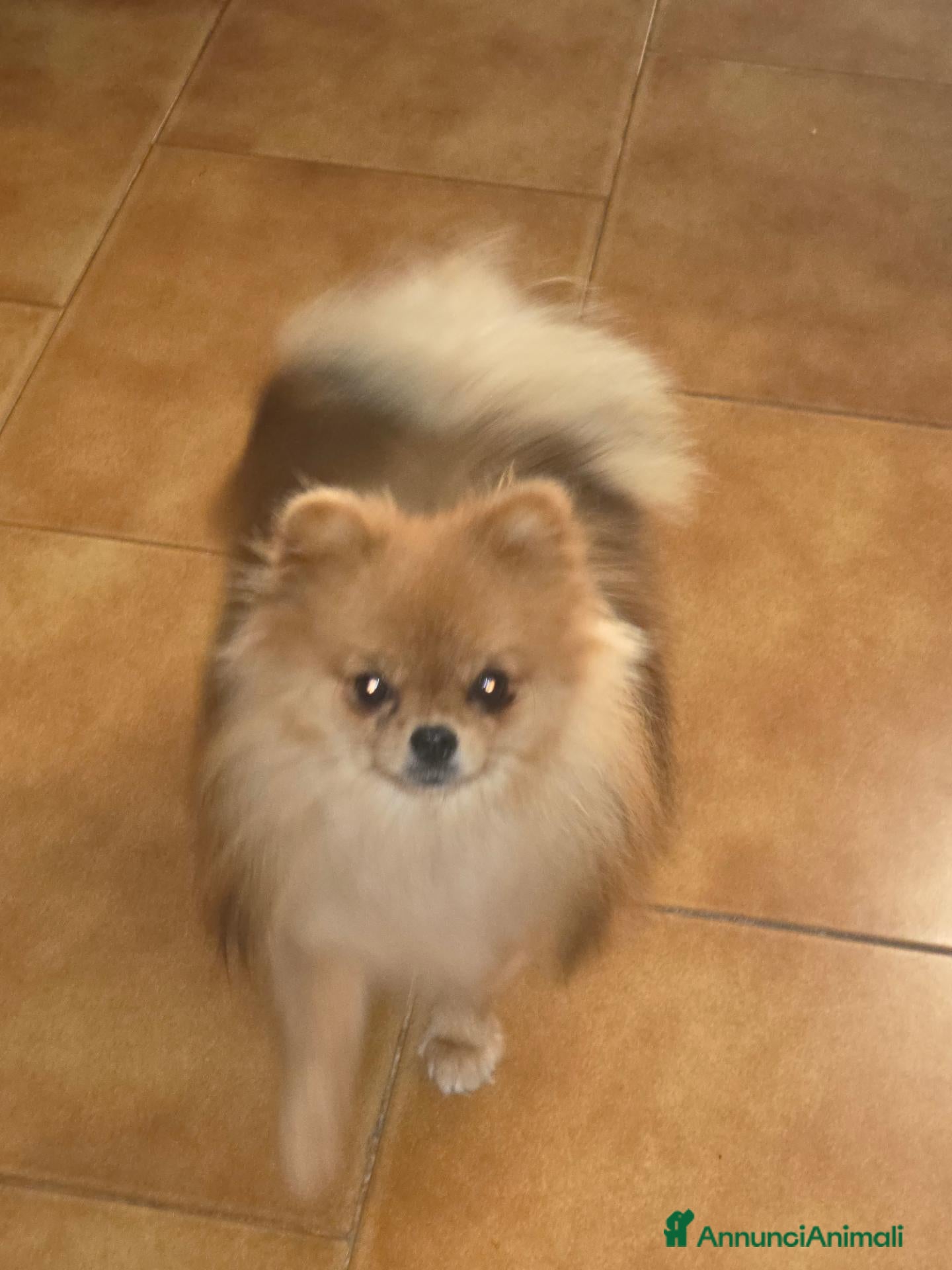 Volpino Pomerania cani Spitz pomerania mini mini - Annuncio 3