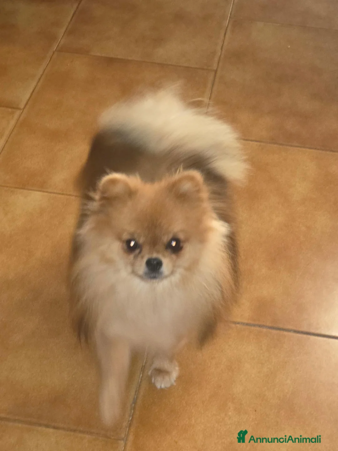 Volpino Pomerania cani in vendita: Spitz pomerania mini mini - Annuncio 1