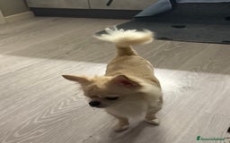 Chihuahua cani in vendita: Cuccioli chihuahua  - Annuncio 2